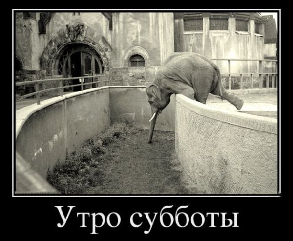 Рабочая суббота картинки прикольные для поднятия настроения