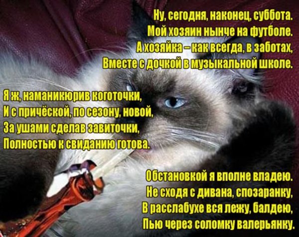 Наконец то суббота