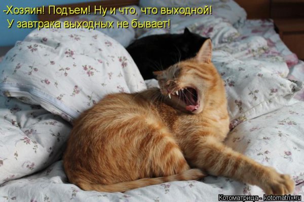 Проспал выходные