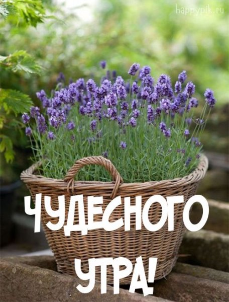 Доброе утро Прованс