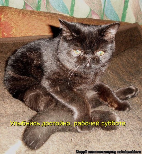 Работа в субботу прикол