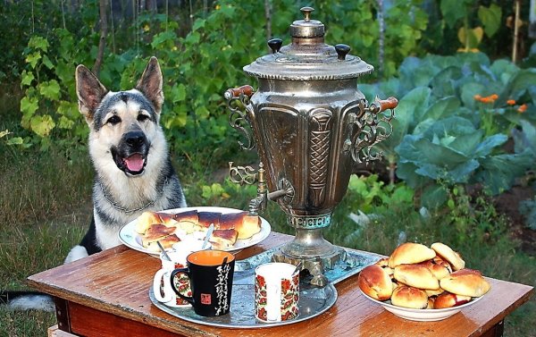 Чайная собака