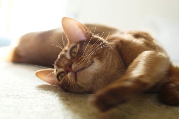 Коты в субботу
