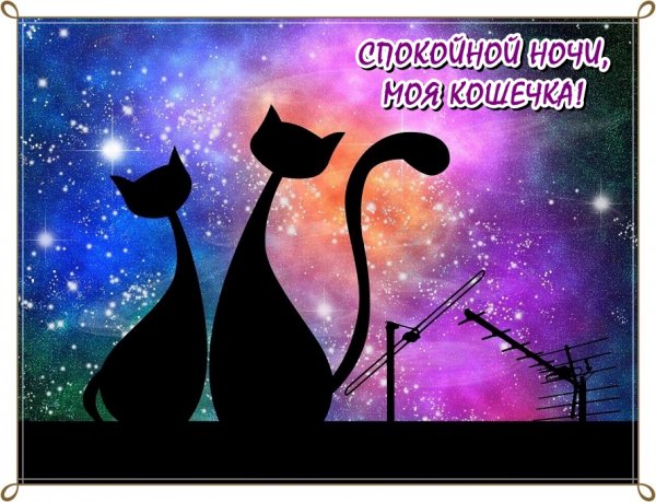 Влюбленные коты на крыше