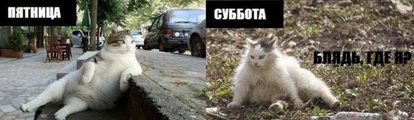Кот в пятницу и субботу