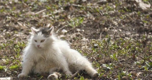 Кот с похмелья