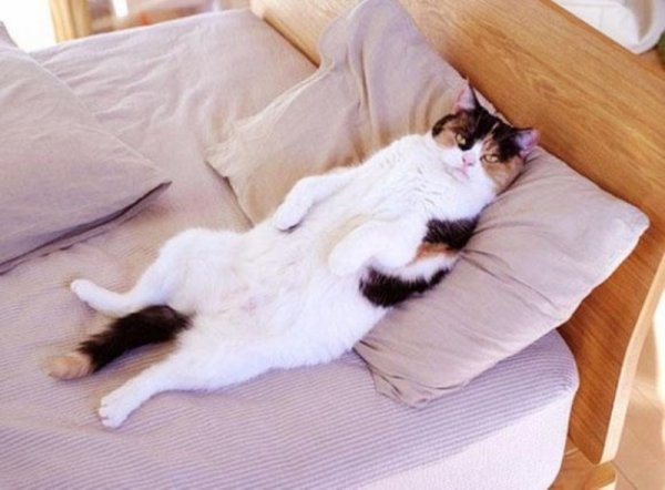 Котик в кровати