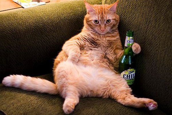 Пьяный кот