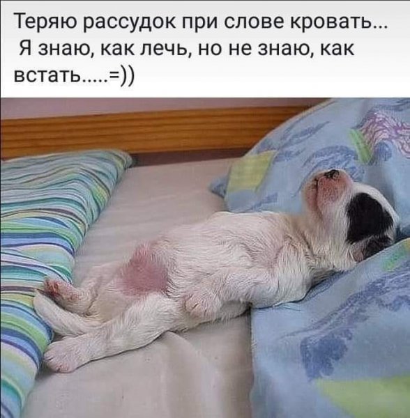 Животные сон юмор