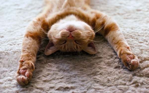 Коты расслабляются