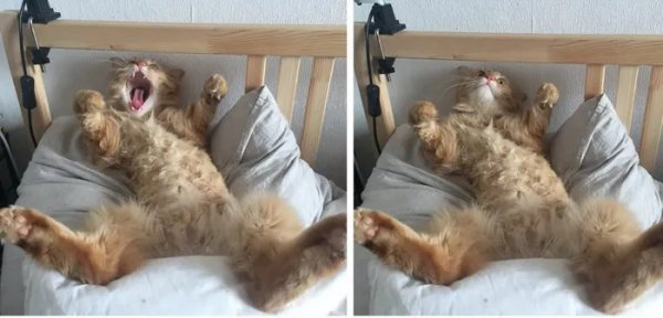 Котик проснулся