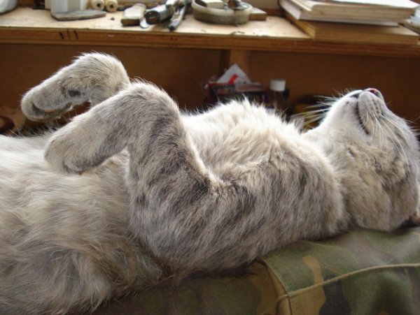 Суббота котики