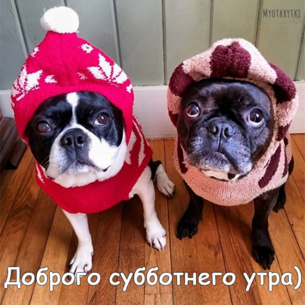 Доброе субботнее утро с животными
