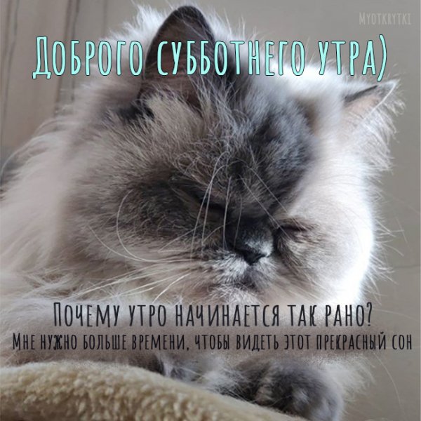 Доброе утро суббота котики