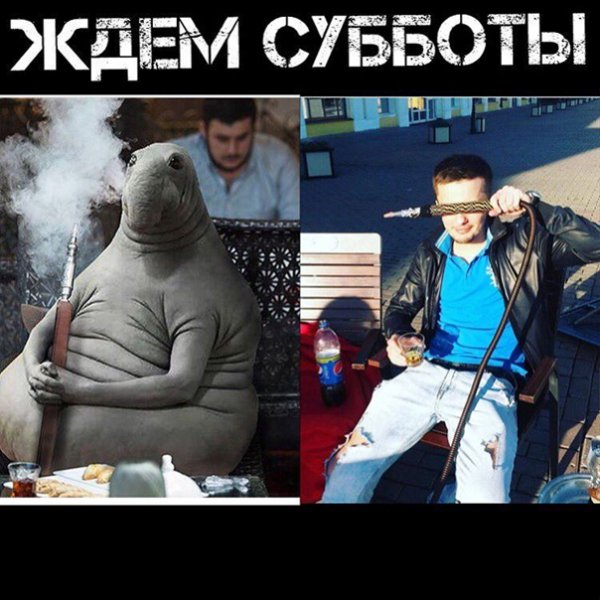 Ждем субботу приколы