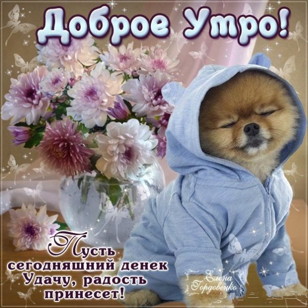 Открытки доброе утро с животными