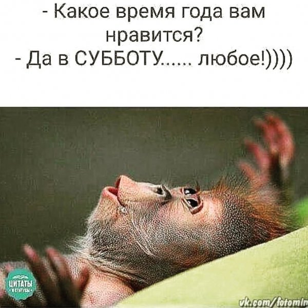 Смешные высказывания про субботу