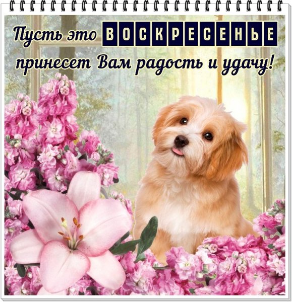 Открытки отличного воскресенья