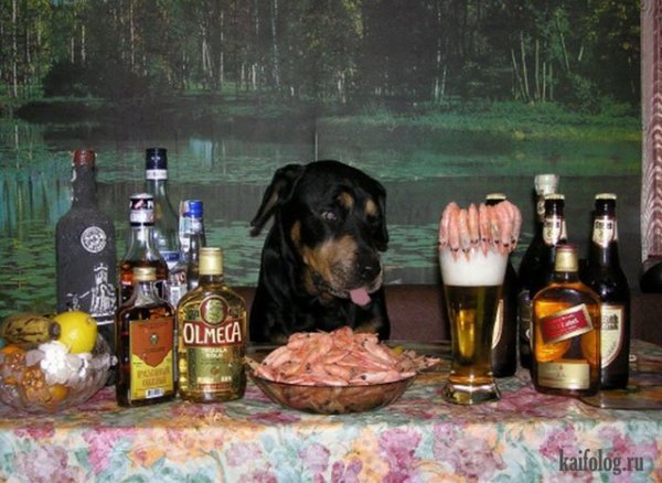 Собака с бухлом