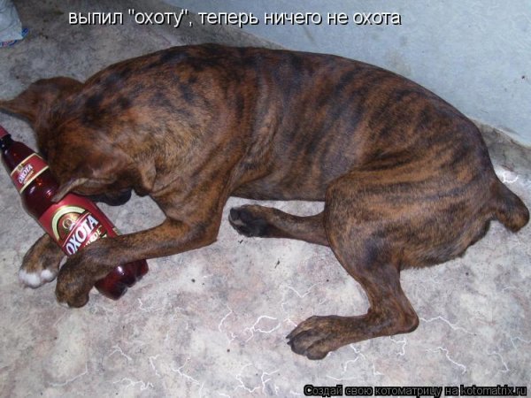 Кот алкаш Мем