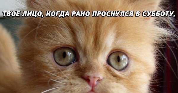 Коты в субботу утром