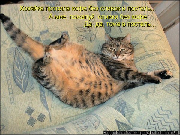 Суббота котики смешные