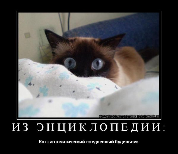 Кот будильник прикол