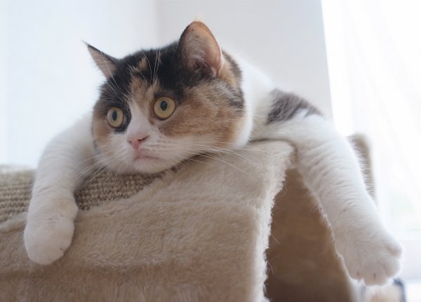 Кот в отчаянии