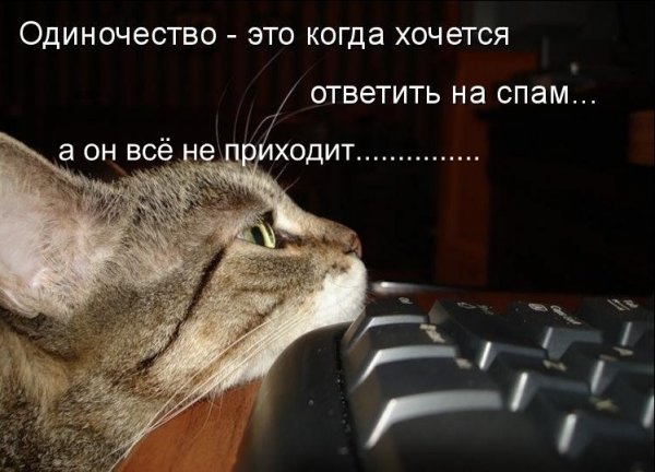 Суббота котики