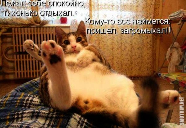 Суббота котики смешные