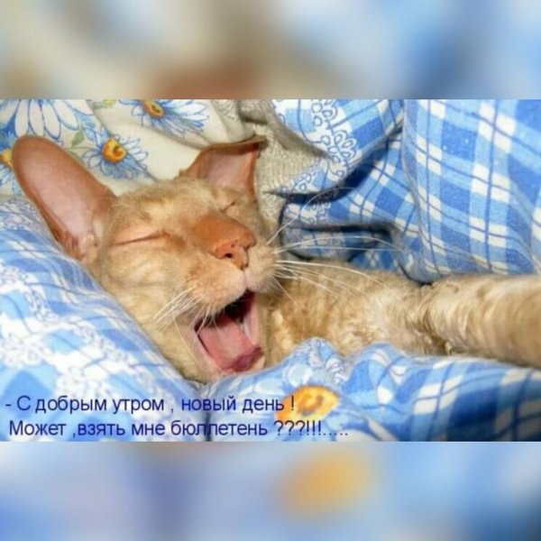 Кот пора просыпаться