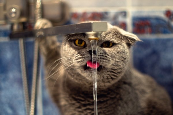 Сушняк у кота