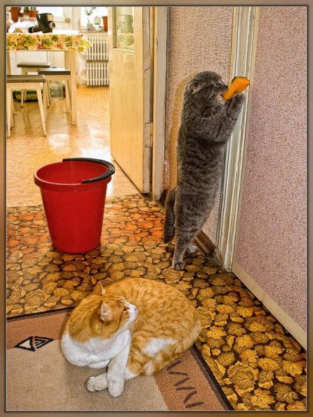 Коты в субботу утром