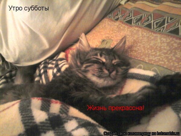 Субботнее утро котики