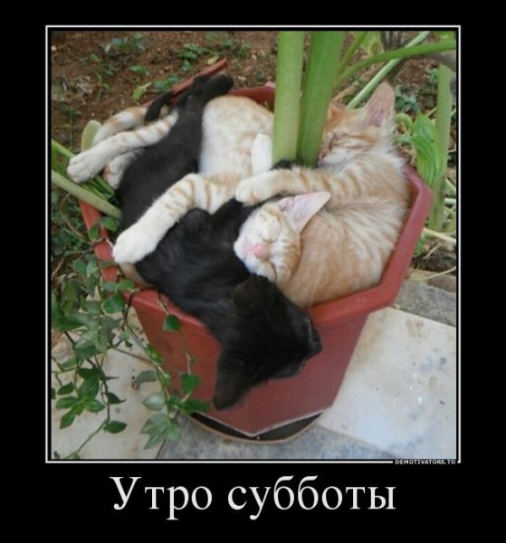 Субботние демотиваторы