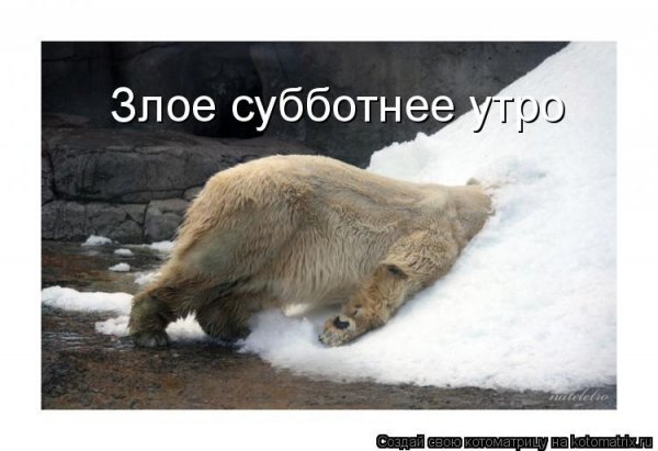 Картинки с субботой с животными