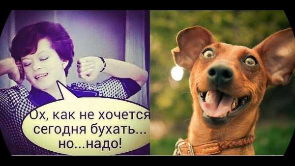 Сегодня пятница приколы
