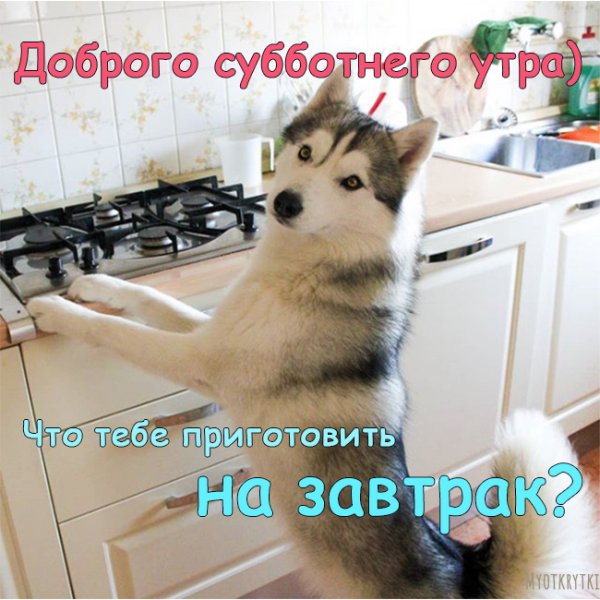 Доброе утро суббота картинки прикольные смешные