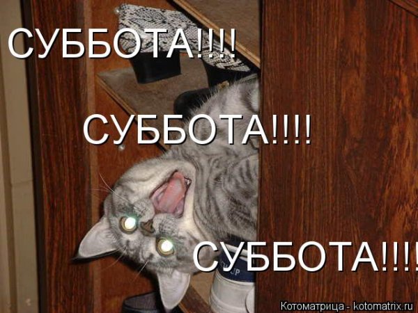 Котоматрица суббота