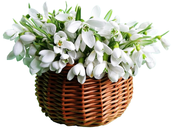 Букет подснежников