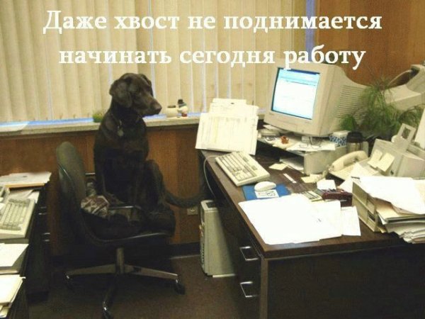 Суббота рабочий день приколы