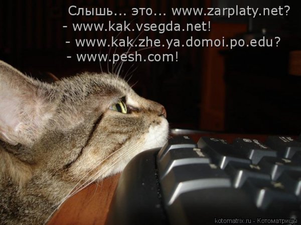 Суббота котики