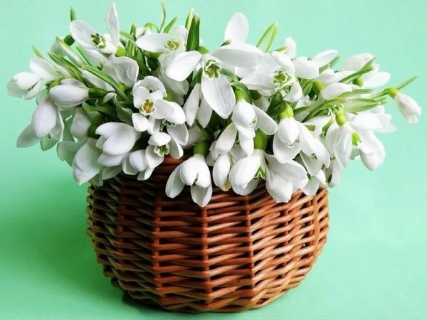 Букет подснежников