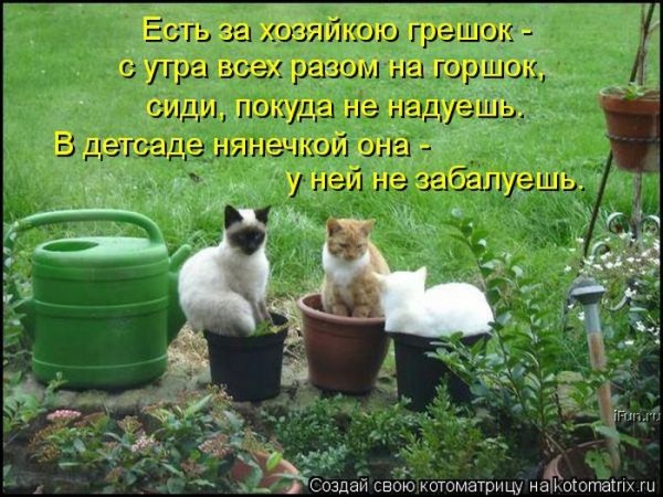 Смешные коты с надписями на даче