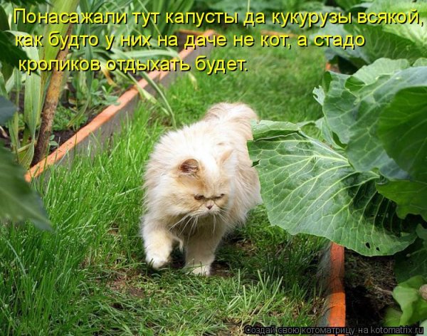 Приколы про огород и дачу