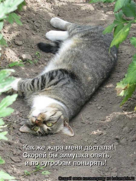 Валерьянка прикол