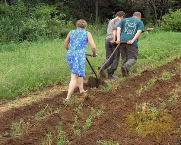Женщины пашут огород