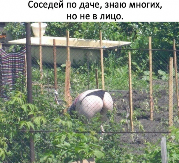 Дача юмор
