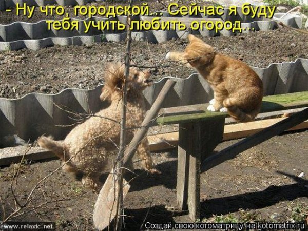 Кот на даче с надписью