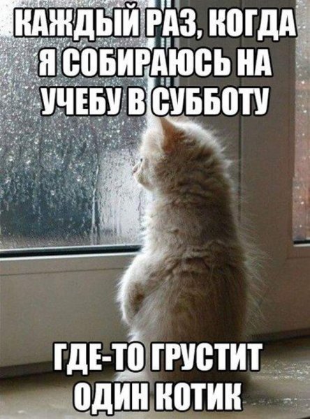 Коты в субботу